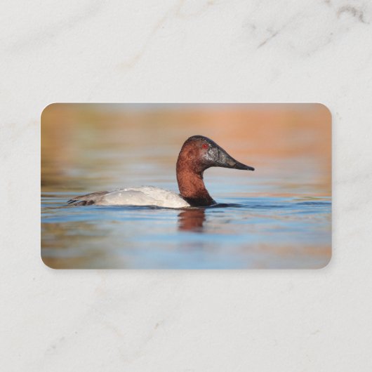 Carte De Visite Canvasback canard (Dos)