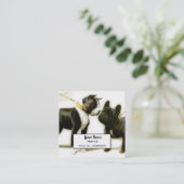 CARTE DE VISITE CARRÉ BULLDOG DE BOSTON TERRIER (Debout devant)