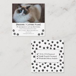 Carte De Visite Carré Éleveur de chats personnalisable de Ragdoll