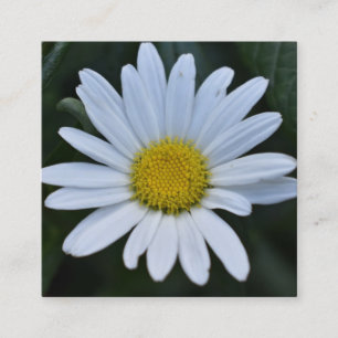 Carte De Visite Carré Fleur de marguerite jaune blanc marguerites Nature