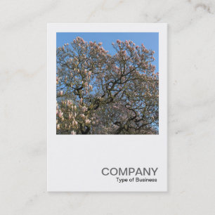 Carte De Visite Carré Photo 0390 - Les arbres de Magnolia en fleur