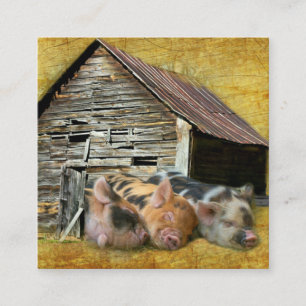 Carte De Visite Carré Trois Petits Cochons À La Grange Rustique Snoozing