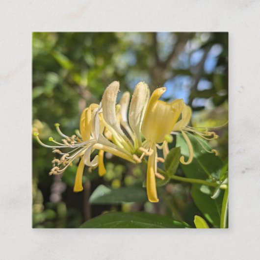 Carte De Visite Carré Yellow Macro Honeysuckle (Devant)