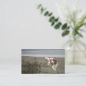 Carte de visite cavalier de Breede d'épagneul du (Debout devant)