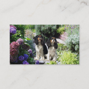 Carte de visite cavalier de Breede d'épagneul du