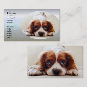Carte De Visite Cavalier King Charles Spaniel