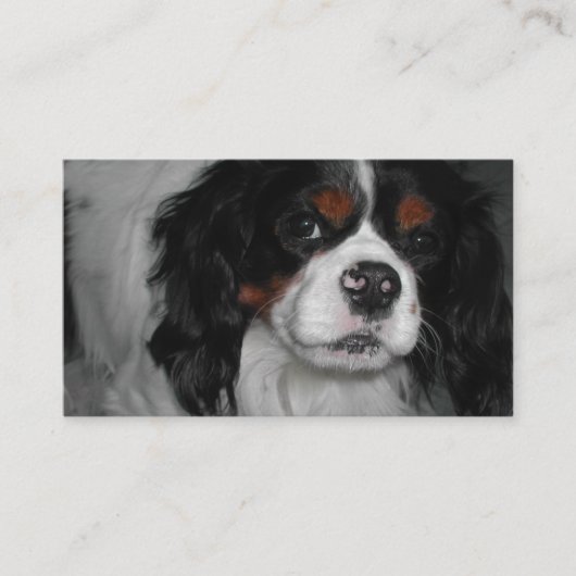 Carte De Visite cavalier roi charles spaniel tri (Devant)