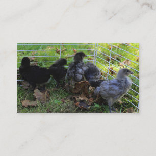 Carte De Visite Ce qui est - bout de poulet