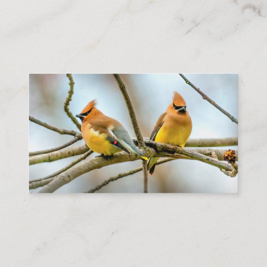 Carte De Visite Cèdre - Photographie originale (Dos)