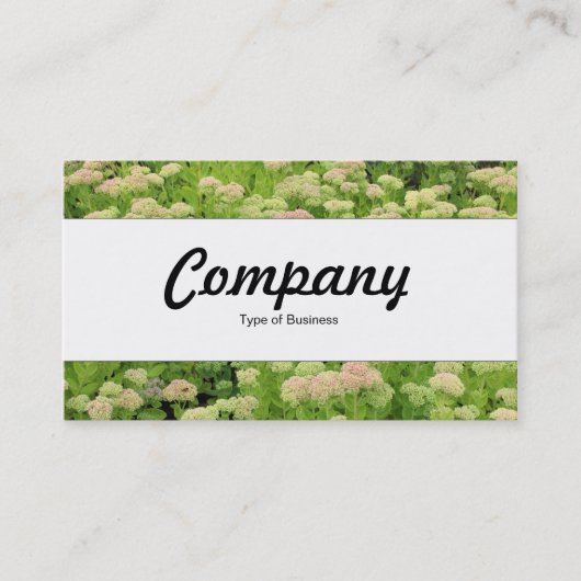 Carte De Visite Centre Band - Sedum (Autumn Joy) (Devant)