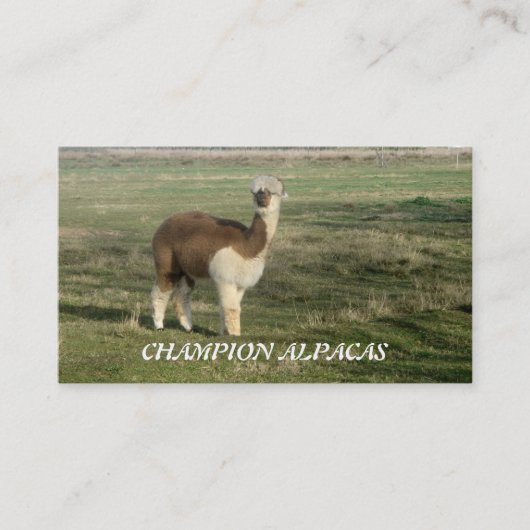 Carte De Visite Champion Alpacas (Devant)