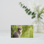 Carte De Visite Chaton curieux (Debout devant)