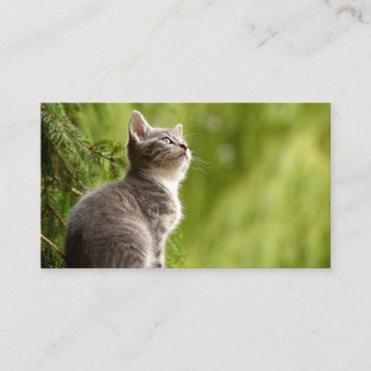 Carte De Visite Chaton curieux (Devant)