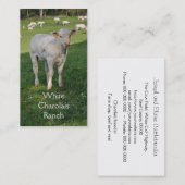 Carte De Visite Cheptels bovins du charolais avec le veau (Devant / Derrière)