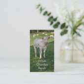 Carte De Visite Cheptels bovins du charolais avec le veau (Debout devant)
