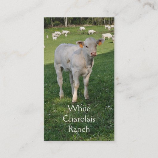 Carte De Visite Cheptels bovins du charolais avec le veau (Devant)