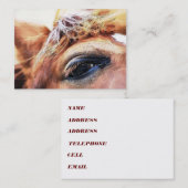CARTE DE VISITE CHEVAL (Devant / Derrière)