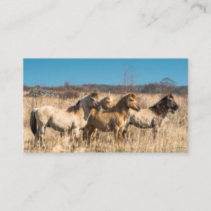 Carte De Visite Chevaux sauvages à Wicken Fen, Angleterre, Royaume