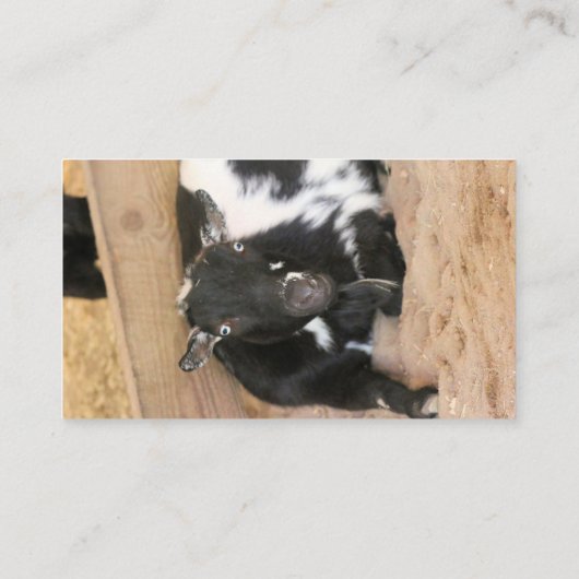 Carte De Visite Chèvre (Dos)