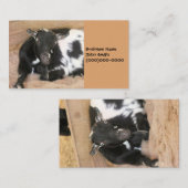 Carte De Visite Chèvre (Devant / Derrière)