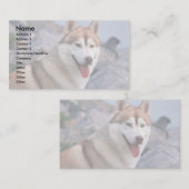 Carte De Visite Chien de traîneau sibérien (Devant / Derrière)