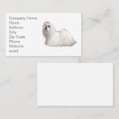 Carte De Visite Chien maltais (Devant / Derrière)