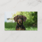 Carte De Visite Chiot Brown Dachshund (Dos)