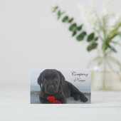 Carte De Visite Chiot de Labrador de Valentine (Debout devant)
