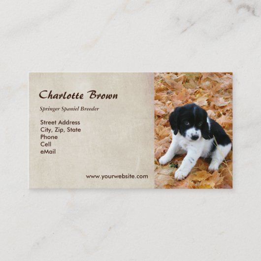 Carte De Visite Chiot de springer spaniel (Devant)
