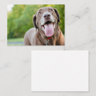Carte De Visite Chocolate Labrador Dog