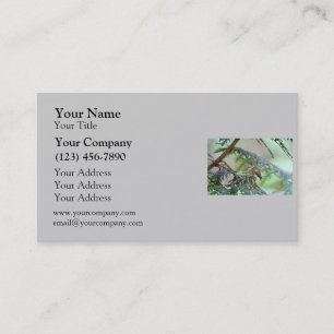 Carte De Visite Colibri de bébé collant sa langue