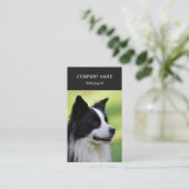 Carte De Visite Collie Chien noir et blanc (Debout devant)