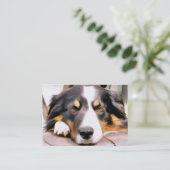 CARTE DE VISITE COLLIE FRONTALIÈRE (Debout devant)