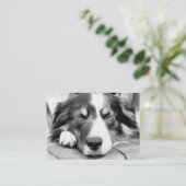 CARTE DE VISITE COLLIE FRONTALIÈRE (Debout devant)