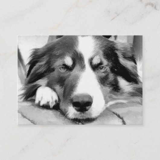 CARTE DE VISITE COLLIE FRONTALIÈRE (Devant)