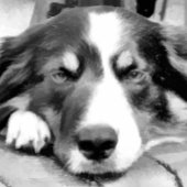 CARTE DE VISITE COLLIE FRONTALIÈRE