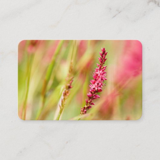 Carte De Visite coloris (Devant)