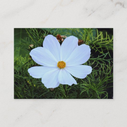 Carte De Visite Cosmos blancs (Devant)