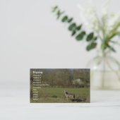 Carte De Visite Coyote (Debout devant)