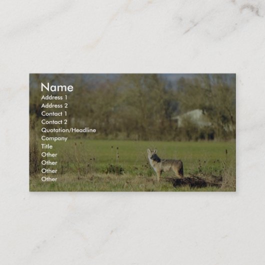Carte De Visite Coyote (Devant)