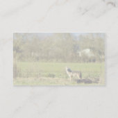 Carte De Visite Coyote (Dos)