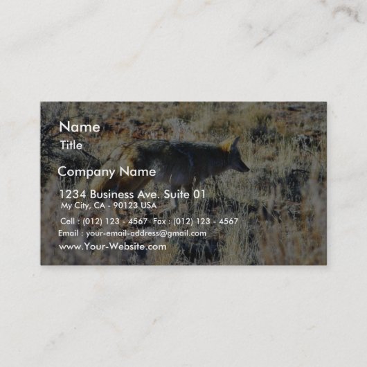 Carte De Visite Coyotes de Fox Anilmal sauvage dans le domaine (Devant)