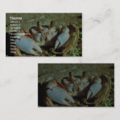 Carte De Visite Crabe de fantôme (Devant / Derrière)