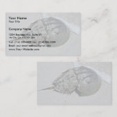 Carte De Visite Crabe en fer à cheval - mâle (Devant / Derrière)