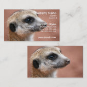 Carte de visite curieux de Meerkat (Devant / Derrière)