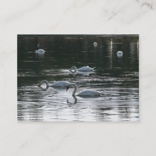 Carte De Visite Cygnes (Devant)