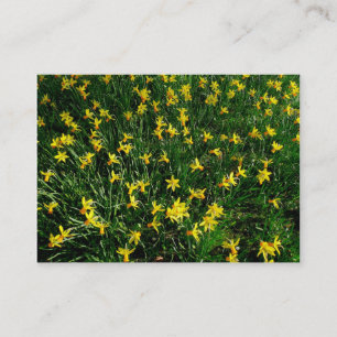 Carte De Visite Daffodiles/Narcisse