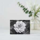 Carte De Visite Dahlia 'David Howard' B&W (Debout devant)