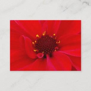 Carte De Visite Dahlia, Evêque de Llandaff, Mini Photo
