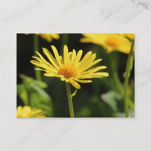 Carte De Visite Daisy jaune (Devant)